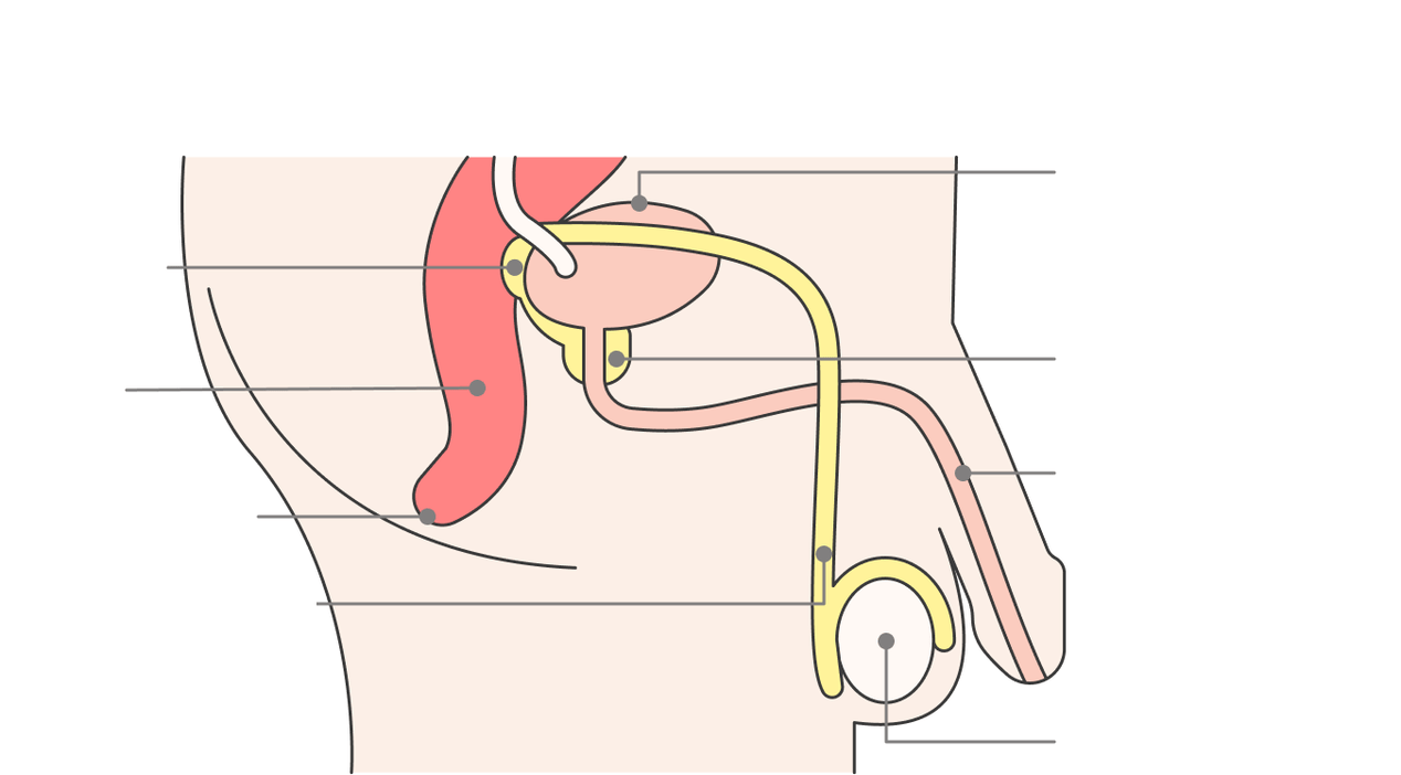 localização da próstata e suas estruturas