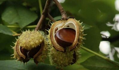 O uso de castanhas para o tratamento da prostatite